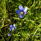 Sp__tsommer im Ried  20.jpg