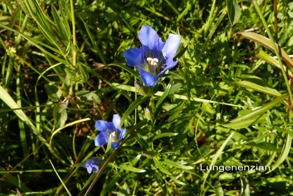 Sp__tsommer im Ried  20.jpg