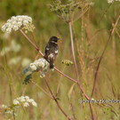 Sp__tsommer im Ried  22.jpg