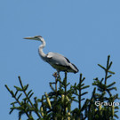 Sp__tsommer im Ried  24.jpg