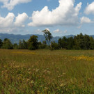 Sp__tsommer im Ried  25.jpg