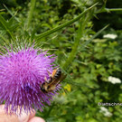 Sp__tsommer im Ried  27.jpg