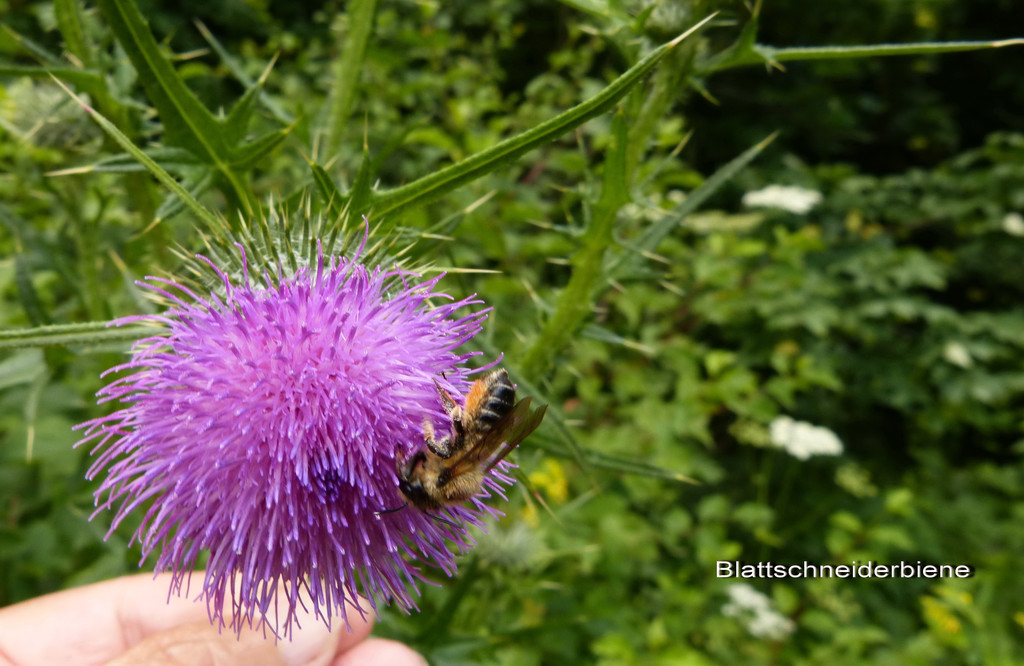 Sp__tsommer im Ried  27.jpg
