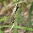 Sp__tsommer im Ried  28.jpg