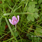 Sp__tsommer im Ried  29.jpg