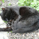 vermisster Kater in Mäder
