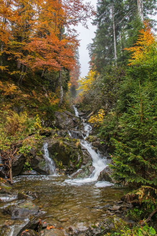 Bergmischwald_Rolf_Eberhardt.jpg