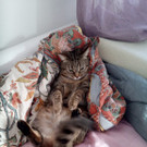 Katze vermisst 