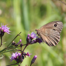 Blaukernauge-F__rberscharte_Schubbas_3466_BiancaBurtscher.jpg