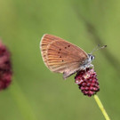 Dunkler-Ameisenbl__uling-aufWiesenknopfSchubbas_7464_BiancaBurtscher.jpg