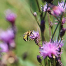 Gro__e-Sumpf-Schwebfliege-F__rberscharte_Schubbas_3494_BiancaBurtscher.jpg
