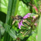 Melitta nigricans_Schubbas-1-AnnePuchta.JPG