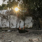 AFP_1TW8WU.jpg
