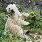 Artenschutztage 2020  im Tiergarten Schönbrunn: Tierische Botschafter 