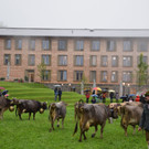 c_Scopoli_Latons_0424.jpg