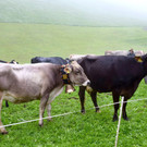 c_Scopoli_Latons_0579.jpg