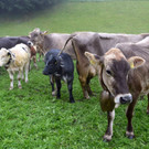 c_Scopoli_Latons_0602.jpg