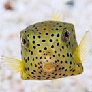 Kofferfisch-DanielZupanc.jpg