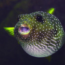 Kugelfisch-JuttaKirchner.jpg
