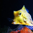 PyramidenKofferfisch-DanielAbed.jpg