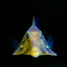 PyramidenKofferfisch-MarioSchmid.jpg