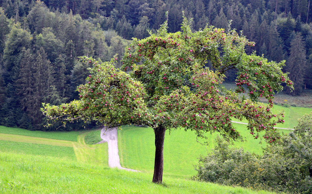 Seniorenwanderung 020920_5.JPG