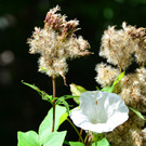Seniorenwanderung 020920_12.JPG