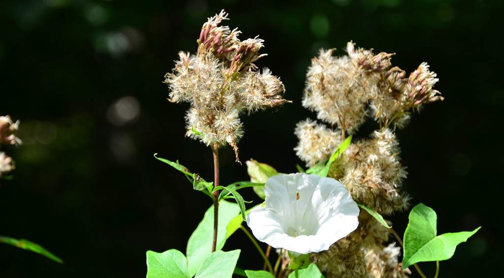 Seniorenwanderung 020920_12.JPG