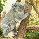 Tiergarten Schönbrunn vermeldet ersten Koala-Nachwuchs: Die Eltern Bunji und Wirri Wirri