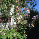 IMG_4025.JPG