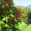 IMG_3994.JPG