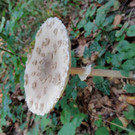 IMG_20200912_134151.jpg