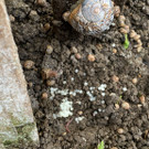 "Ländle Schneckle": Vorarlbergs erste Schneckenzucht