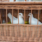 DSC_0055.JPG