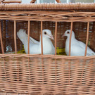 DSC_0055.JPG