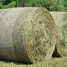 Natur 250719_12.jpg