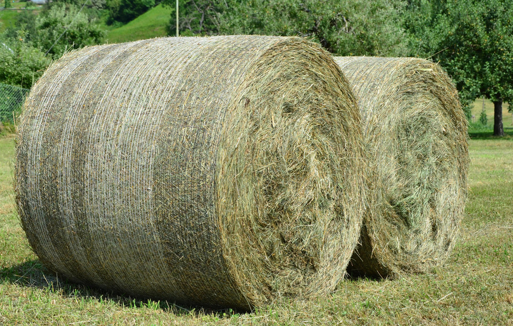Natur 250719_12.jpg