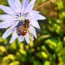 Naturnahe Fl__chen Unterstein n1.jpg