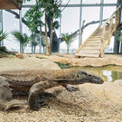 Komodowaran1_DanielZupanc.jpg