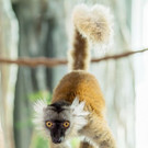 SchwarzerLemur-DanielZupanc.jpg