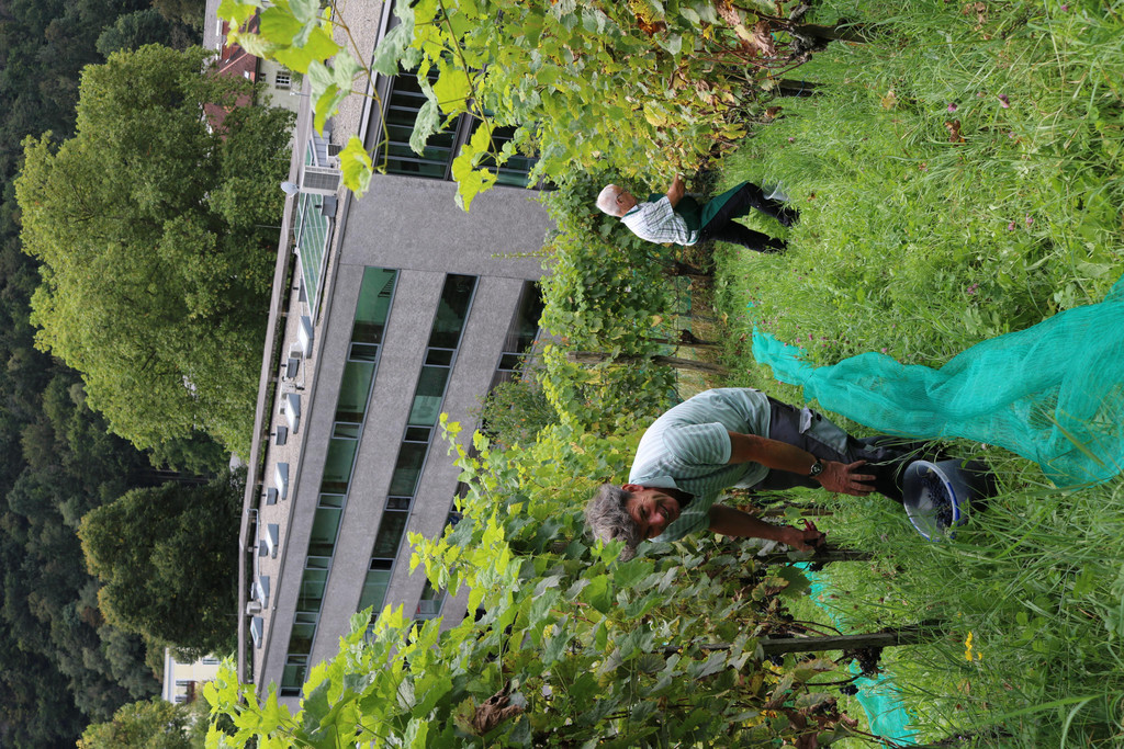 Weinlese unter der Schattenburg_Stadt Feldkirch _2_.JPG