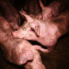 VGT deckt Zustände in steirischer Schweinezucht auf