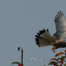 Falke.jpg