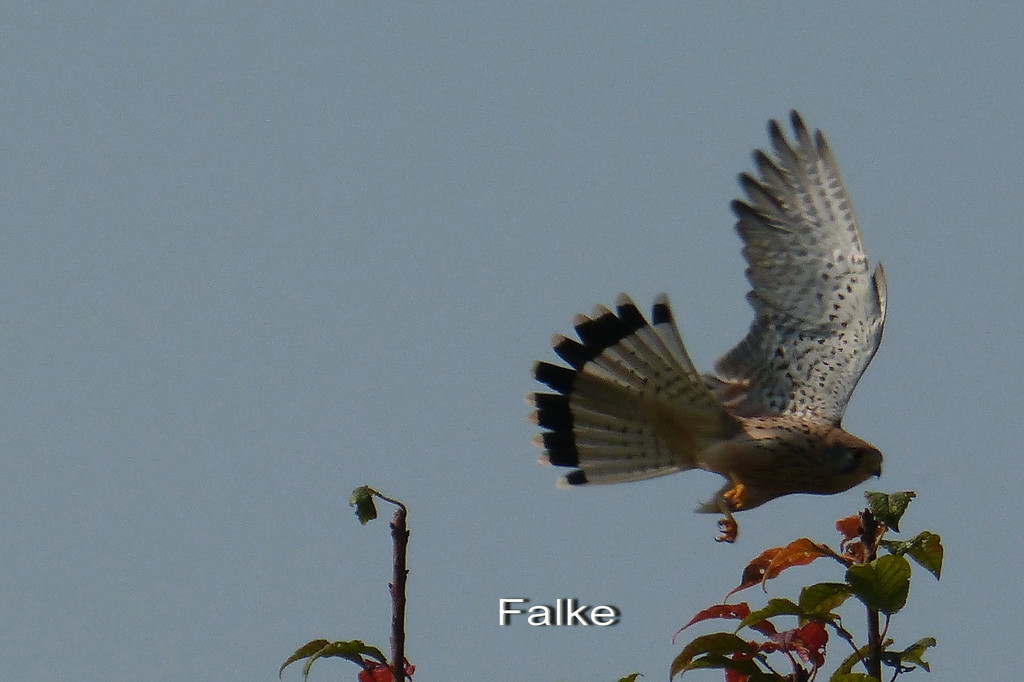 Falke.jpg
