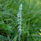 Herbst-Wendelorchis  3.jpg