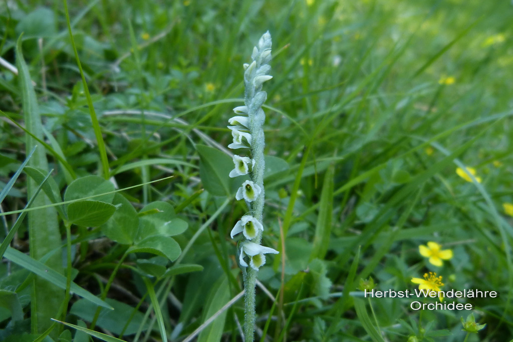 Herbst-Wendelorchis  3.jpg