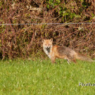 Rotfuchs 1.jpg