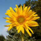 Sonnenblume 1.jpg