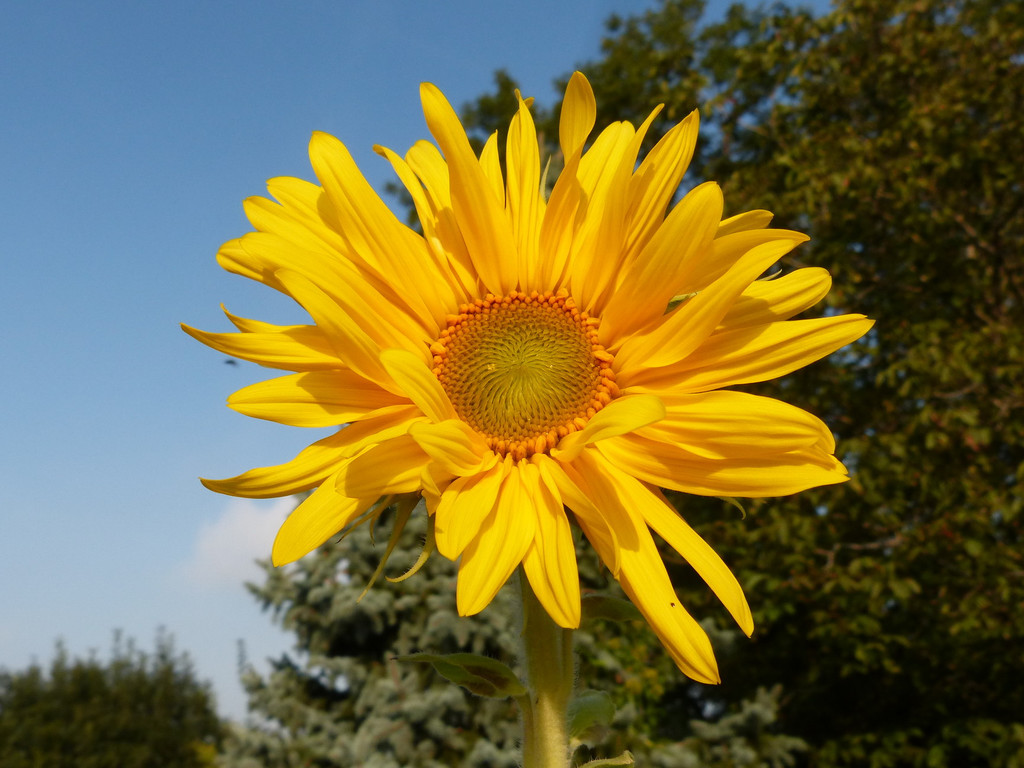 Sonnenblume 1.jpg