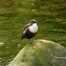 Wasseramsel.jpg